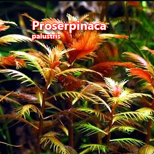 Proserpinaca palustris